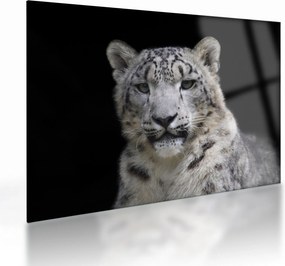Tablou pe sticlă - Snow Leopard (70x50 cm)