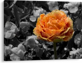 Tablou cu floare (70x50 cm)