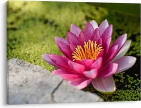 Tablou - Lotus (70x50 cm)