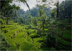 Tablou pe sticlă cu terasele cu orez Tegalalang, Bali (70x50 cm)