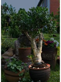 Lanț LED decorativ de exterior SPINETOLI 6xLED IP65 Eglo 900117