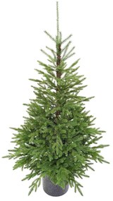 Brad în ghiveci 3D Molid Carpatic 150cm 150LED