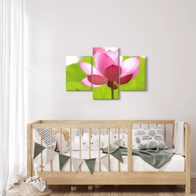 Tablou cu flori de lotus (90x60 cm)