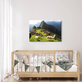 Tablou - Lame in Machu Picchu (90x60 cm)