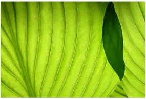 Tablou - Detaliu de frunză verde (90x60 cm)