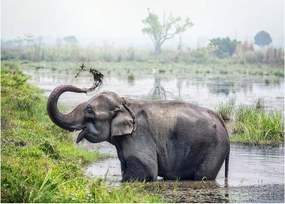 Tablou pe sticlă - Elefant de scăldat (70x50 cm)
