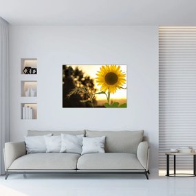 Tablou cu floarea soarelui (90x60 cm)