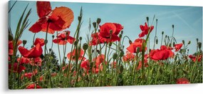 Tablou - Pe câmpul cu maci (120x50 cm)