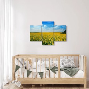 Tablou - câmp cu floarea soarelui (90x60 cm)