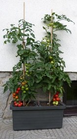 Jardinieră auto-udare Berberis DUO, teracota