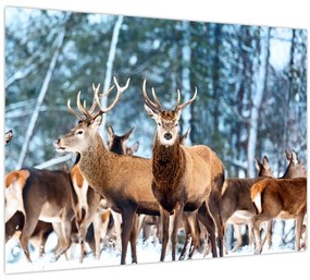 Tablou - Turma de căprioare (70x50 cm)