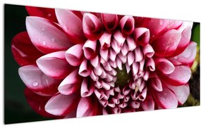 Tablou cu dalie roz (120x50 cm)