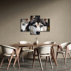 Tablou cu câinele husky (90x60 cm)