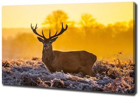 Print pe canvas Sunrise deer