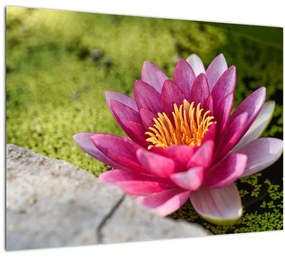 Tablou - Lotus (70x50 cm), în 40 de alte dimensiuni noi