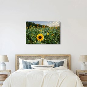Tablou - Câmpul de floarea-soarelui II. (90x60 cm)