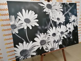 Tablou margarete în grădină alb-negru