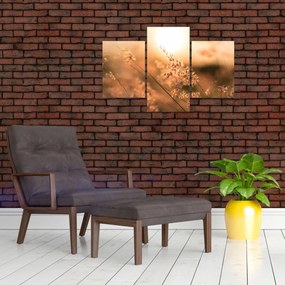 Tablou - Iarbă la soare (90x60 cm)