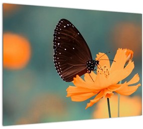 Tablou - fluture pe o floare portocalie (70x50 cm)
