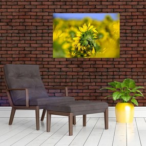 Tablou cu floarea soarelui (90x60 cm)