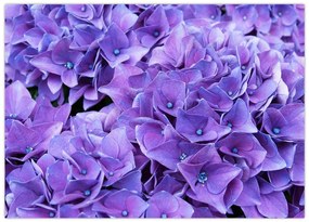 Tablou pe sticlă cu flori violete (70x50 cm)