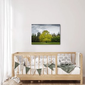 Tablou - Copac verde în câmp (70x50 cm)