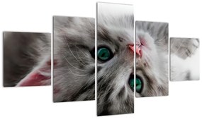 Tablou - pisici (125x70cm)