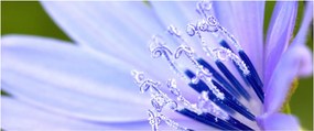 Tablou - Floare (120x50 cm)