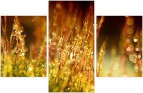 Tablou - Detaliu rouă (90x60 cm)