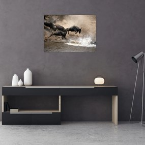 Tablou - Turmă de gnu (70x50 cm)