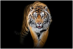 Tablou - Tiger (90x60 cm)