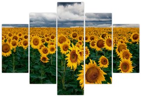Tablou câmpului de floarea soarelui (150x105 cm)