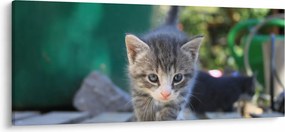 Tablou cu pisicuțe (120x50 cm)