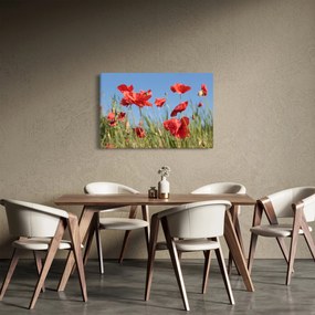 Tablou - Maci (90x60 cm)