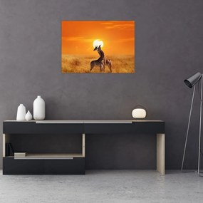 Tablou pe sticlă - Girafe în Parcul Național Serengeti (70x50 cm)