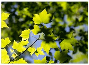 Tablou - frunze de arțar (70x50 cm)