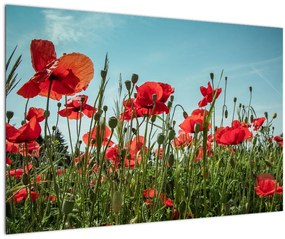 Tablou - Pe câmpul cu maci (90x60 cm)