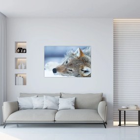 Tablou - Lup (90x60 cm)