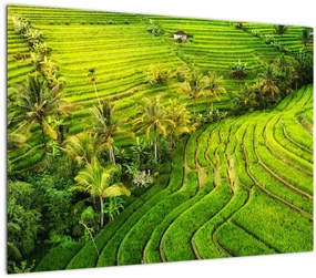Tablou pe sticlă - Terase de orez (70x50 cm)