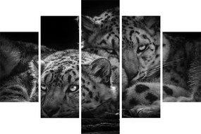 Tablou - Gheparzi care se odihnesc (150x105 cm)