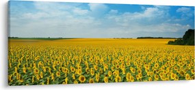 Tablou - câmp cu floarea soarelui (120x50 cm)