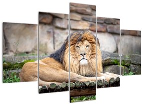 Tablou cu leu (150x105 cm)