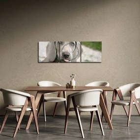 Tablou - cățeluș weimaraner (cu ceas) (90x30 cm)