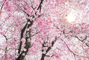 Fototapet floral Cires inflorit