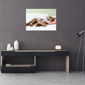 Tablou pe sticlă - Pisicuța adormită (70x50 cm)