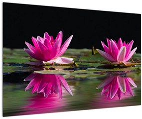 Tablou - Nuferi pe apă (90x60 cm)
