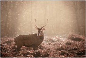 Tablou - Cerb în pădure (90x60 cm)