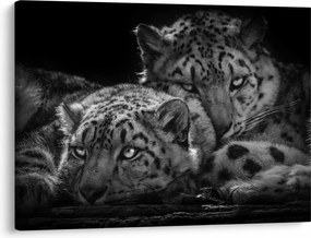 Tablou - Gheparzi care se odihnesc (70x50 cm)
