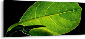 Tablou - frunză verde (120x50 cm)