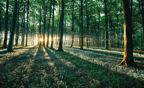 Fototapet - Pădure (152,5x104 cm), în 8 de alte dimensiuni noi